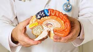 Tips for a Healthy Brain & Nervous System
